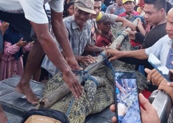 Nelayan Teluk Ekas Lombok Selatan Tangkap Buaya
