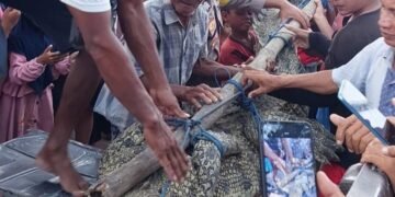 Nelayan Teluk Ekas Lombok Selatan Tangkap Buaya