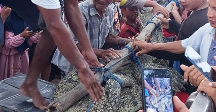 Nelayan Teluk Ekas Lombok Selatan Tangkap Buaya