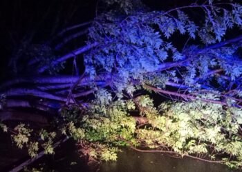 Pohon Tua Bertumbangan di Bahu Jalan, Dampak Hujan Ekstrim Disertai Angin Kencang