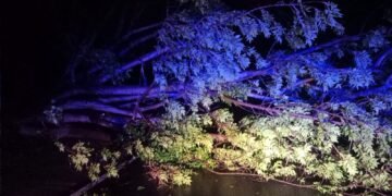 Pohon Tua Bertumbangan di Bahu Jalan, Dampak Hujan Ekstrim Disertai Angin Kencang