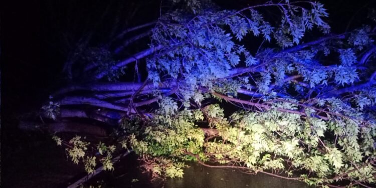 Pohon Tua Bertumbangan di Bahu Jalan, Dampak Hujan Ekstrim Disertai Angin Kencang