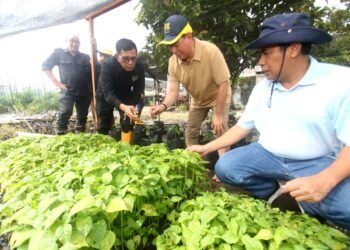Ketua PWI Pusat Apresiasi Program Wartawan Menanam Dukung Ketahanan Pangan