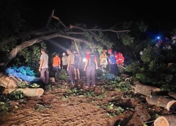 Pohon Tumbang Tutup Ruas Jalan Kayangan, Polisi dan Warga Bersihkan Lokasi