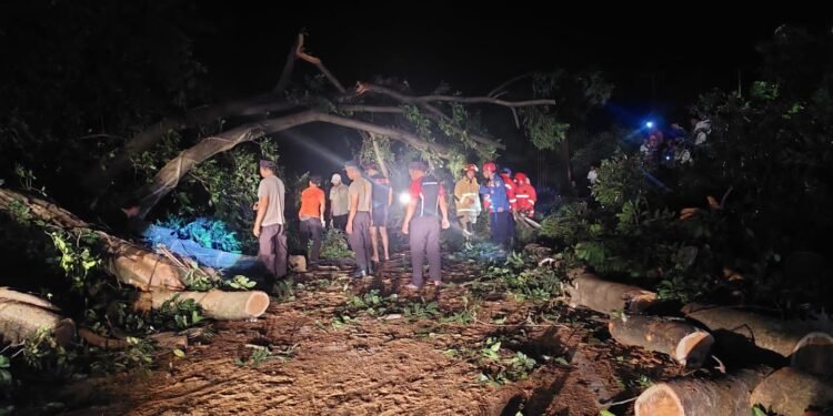 Pohon Tumbang Tutup Ruas Jalan Kayangan, Polisi dan Warga Bersihkan Lokasi