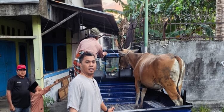 Ketua DPC Partai Gerindra Kota Mataram Salurkan an Tiga Ekor Sapi Kurban dan Lima Ekor  Kambing